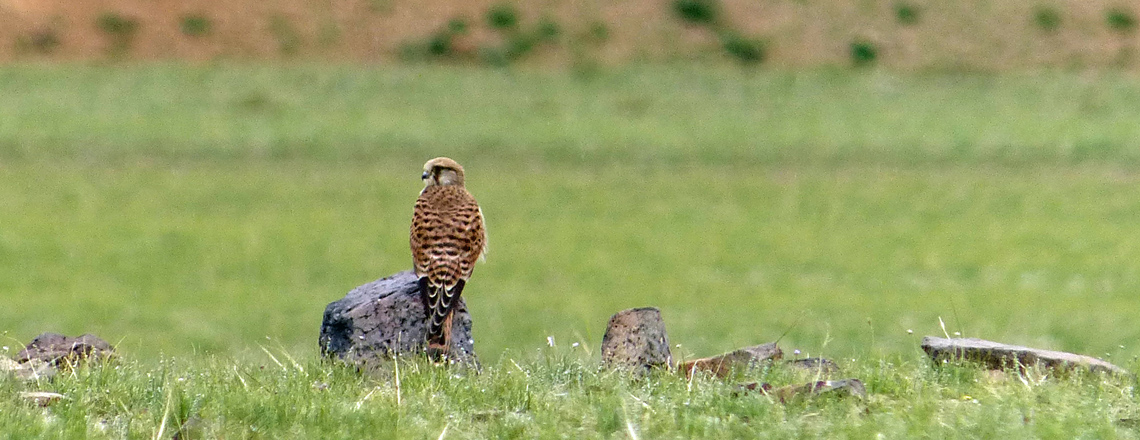 Зээрд шонхор